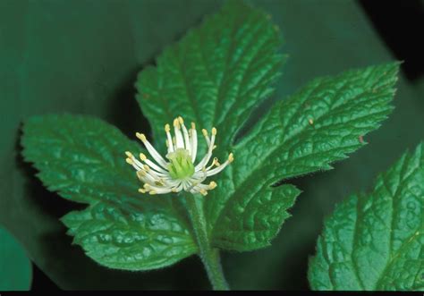 Kentucky Native Plant and Wildlife: Plant of the Week: Goldenseal ...