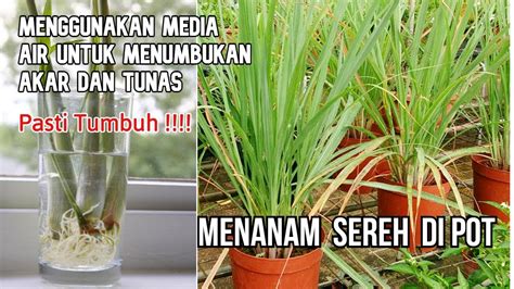 Cara Menanam Sereh / serai di Pot atau Polybag. - YouTube