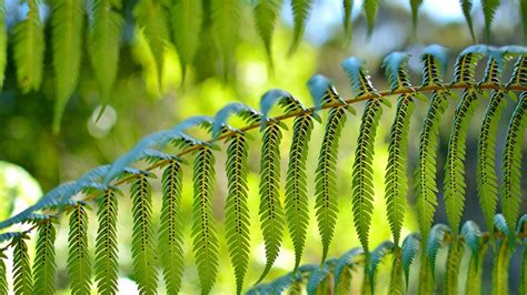 Ferns: Native plants