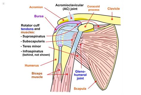 Supraspinatus tendon tear: what is it, symptoms, causes, prevention and ...