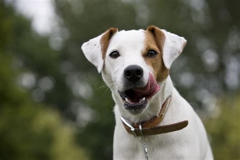 Parson Russell Terrier: Breed Characteristics & Care