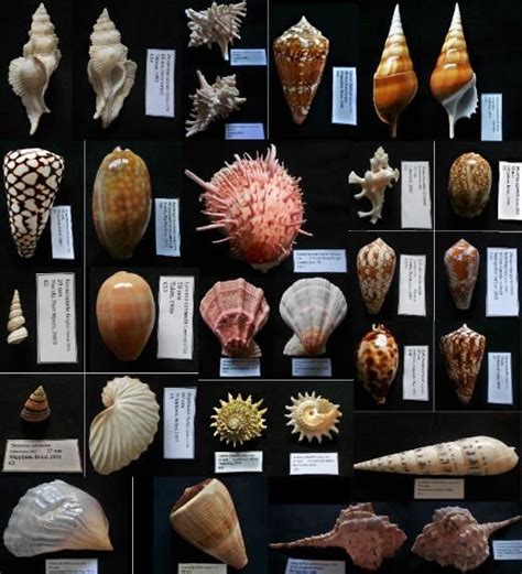 Extensive Scientifc Sea Snail Shell Collection - various - Catawiki