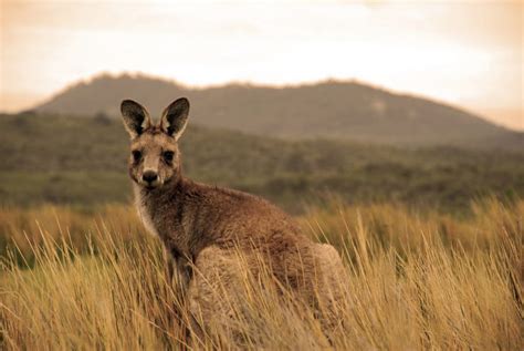 Australia is a unique wonderland of animals - Swain Destinations Travel ...