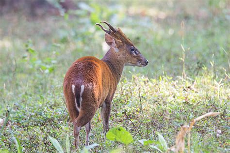 Muntjac Deer Stock Photos, Pictures & Royalty-Free Images - iStock