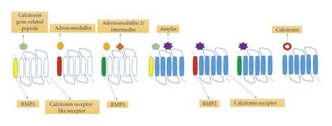 Classification and composition of human calcitonin family receptors... | Download Scientific Diagram