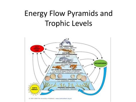 PPT - Energy Flow Pyramids and Trophic Levels PowerPoint Presentation, free download - ID:2266761