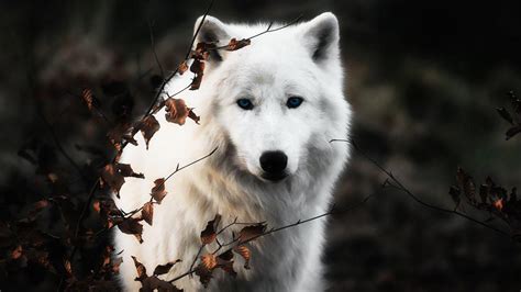 Snow Wolf Wallpapers - Top Free Snow Wolf Backgrounds - WallpaperAccess