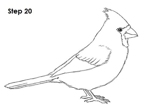 How to Draw a Cardinal VIDEO & Step-by-Step Pictures