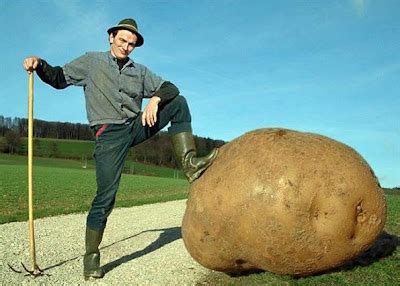 KNOW WHAT YOU DONT KNOW (WORLD RECORDS): LARGEST POTATO IN THE WORLD