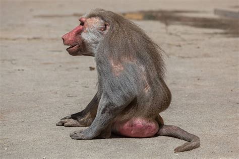 Bald Monkey Pics Stock Photos, Pictures & Royalty-Free Images - iStock