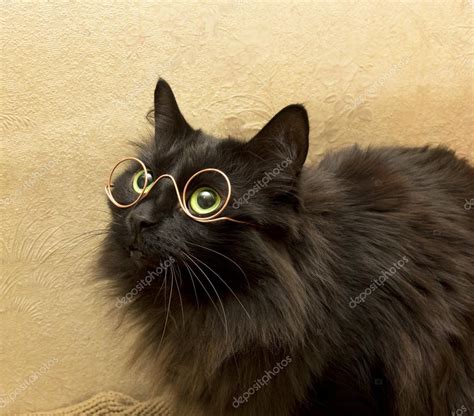 Cat with glasses — Stock Photo © nikolai2 #63887641