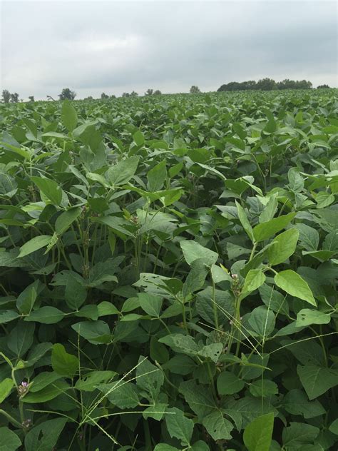 Soybean in bloom. NC Soybean, Bloom, Herbs, Flowers, Plants, Herb, Plant, Royal Icing Flowers ...