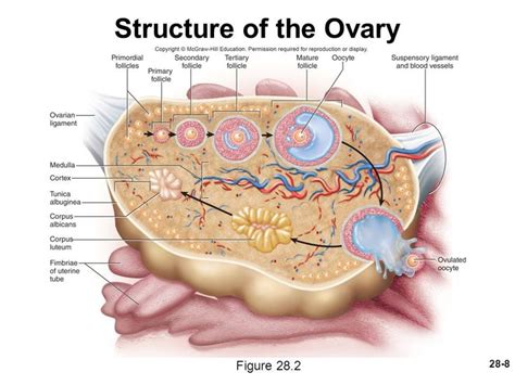 Pin by jessica on Anatomy & Physiology | Human anatomy systems, Human ...