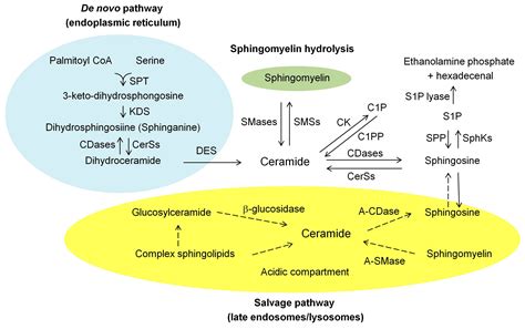 IJMS | Free Full-Text | Ceramide-Induced Apoptosis in Renal Tubular Cells: A Role of ...