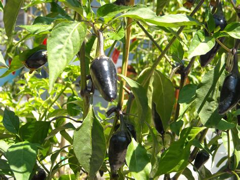 Jalapeno Pepper Varieties: Which One Will You Grow? | Grow Hot Peppers