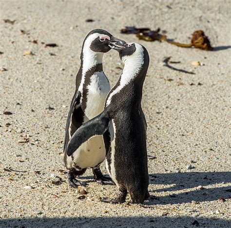 Best Penguins Kissing Stock Photos, Pictures & Royalty-Free Images - iStock