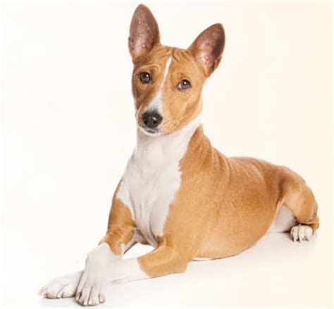 How To Care For Basenjis | VIDA Veterinary Care