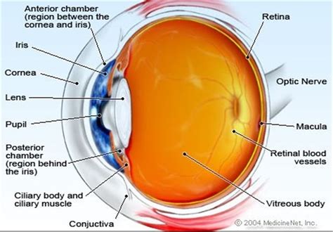 Most Detailed Molecular Map for Eye Disease - Science news - Tasnim ...