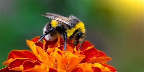 How Are Honey Bees and Bumble Bees Different? - LearnBees