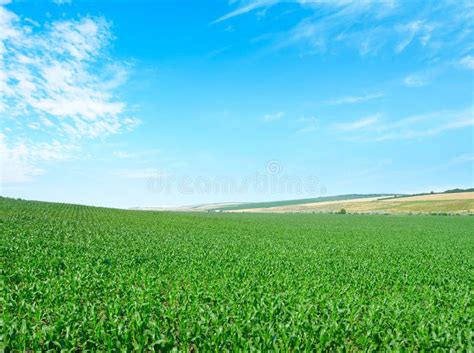 Corn field and sky stock photo. Image of country, agriculture - 160138368