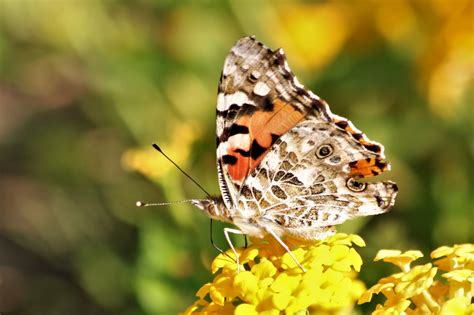 American Lady Butterfly Close-up 5 Free Stock Photo - Public Domain Pictures