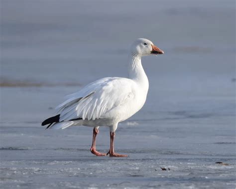 Snow Goose - Facts, Diet, Habitat & Pictures on Animalia.bio