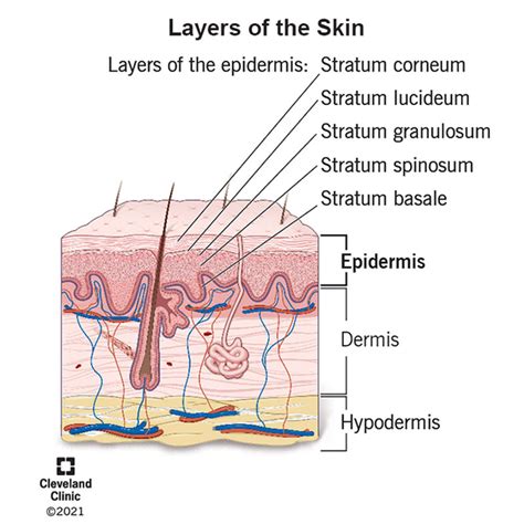 Epidermis (Outer Layer of Skin): Layers, Function, Structure