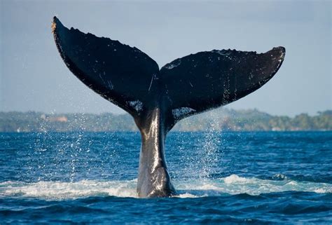 The powerful symbolism of the whale tale — Ocean Jewelry