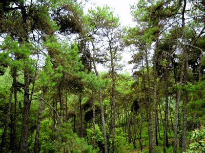 Himalayan subtropical pine forests - Alchetron, the free social encyclopedia