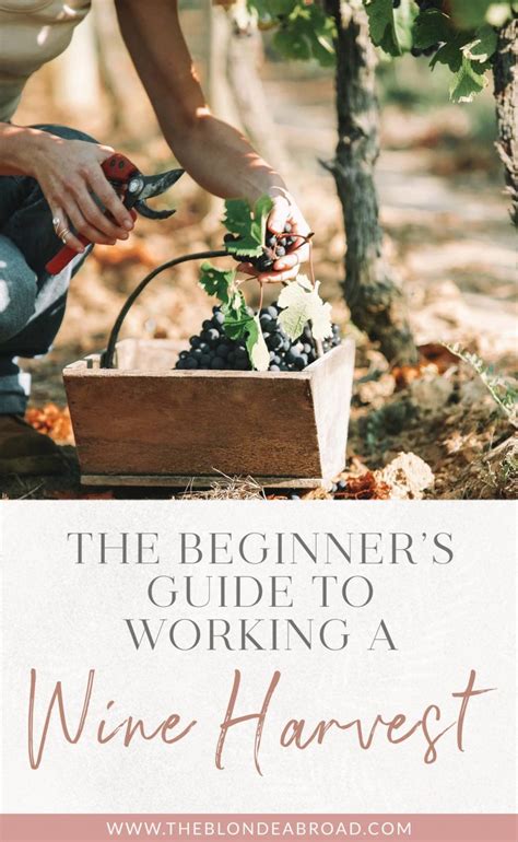 The Beginner’s Guide to Working a Wine Harvest • The Blonde Abroad