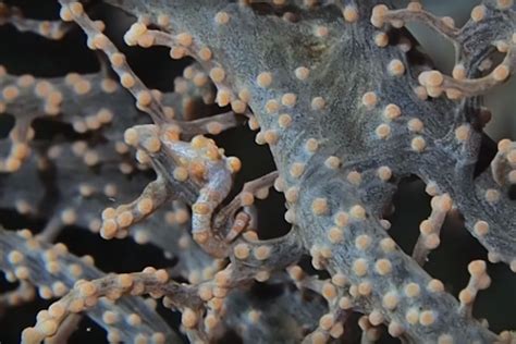 Watch: The unbelievable camouflage of the pygmy seahorse | Oceans ...