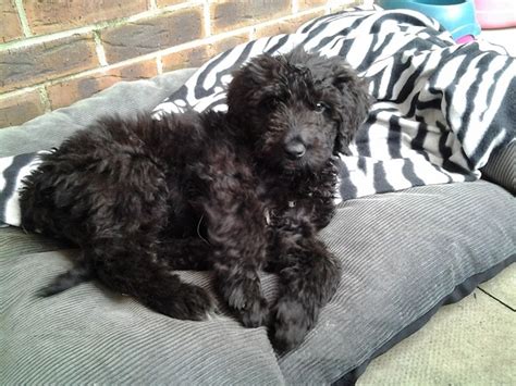 Newfypoo (Newfoundland-Poodle Mix) Info, Puppies, and Pictures