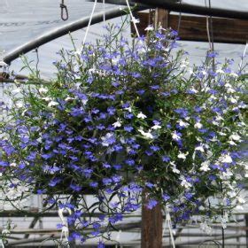 Lobelia Hanging Basket – White House Nursery