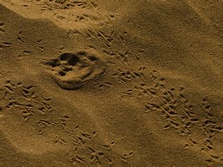 Desert Fox paw print on the sand | Arati Kumar-Rao | Flickr