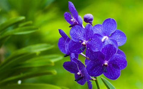 Wallpaper Flowers Orchids - GAMBAR BUNGA