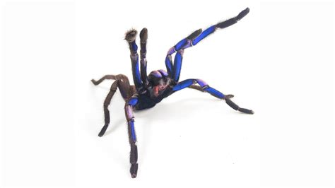 Shiny electric blue tarantula species discovered in Thailand - Indianapolis News | Indiana ...