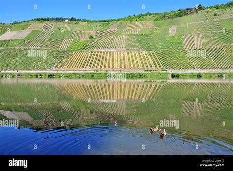 Kroever Nacktarsch, a wine growing area site in the German Moselle wine region in Traben ...