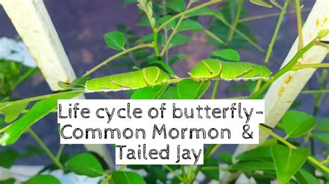 The Journey of a Caterpillar | Life cycle of butterfly | Common Mormon ...