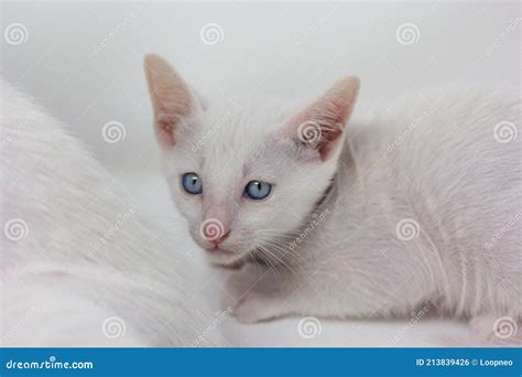 White Kittens with Blue Eyes with White Background Stock Photo - Image of baby, decoration ...