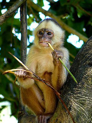 Capuchin monkey Facts for Kids