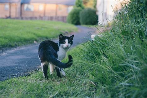 Why do cats chase their tails? It's not what you think - Feline Paws