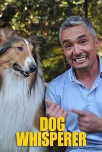 Dog Whisperer | Rotten Tomatoes