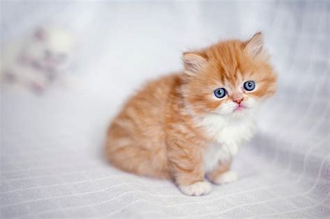 Orange Persian Kittens