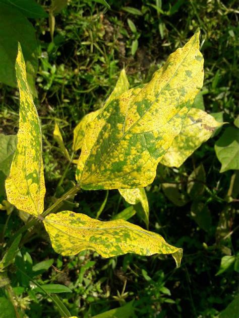 Mungbean Yellow Mosaic Virus | Pests & Diseases