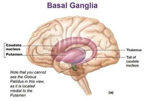 Pictures Of Basal GangliaHealthiack