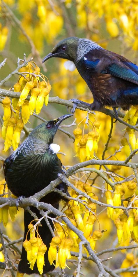 Tui in a Kowhai tree - NZ Bird Pictures, Animal Pictures, Beautiful ...