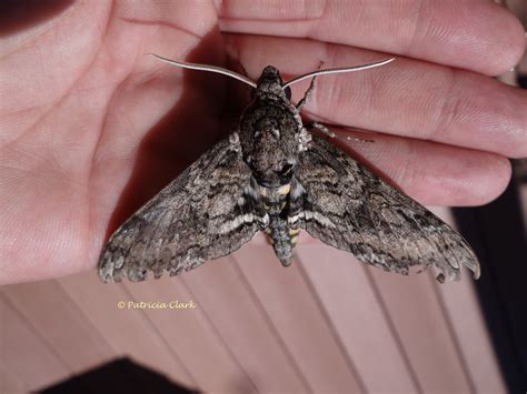 Carolina sphinx Manduca sexta (Linnaeus, 1763) | Butterflies and Moths ...