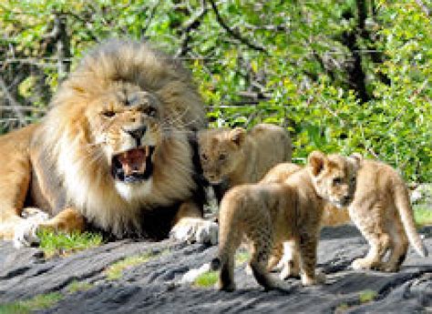 Bronx Zoo lion cubs make public debut - NY Daily News