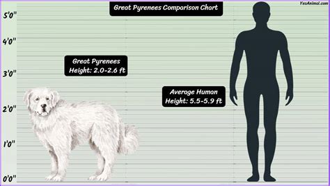 Great Pyrenees Size: How Big Are They Compared To Others?