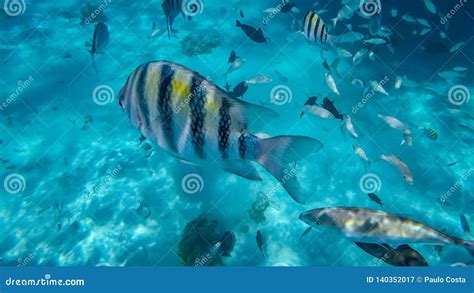 Snorkeling in the Cayman Islands Stock Image - Image of shallow, water: 140352017